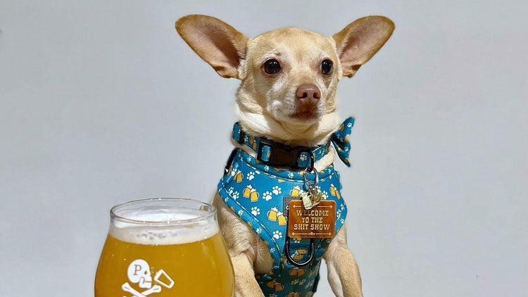 Barks for Beers